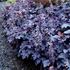 heucherella Plum Cascade [9"]
