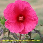 hibiscus Eruption [36"]