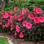 hibiscus Evening Rose [48"]