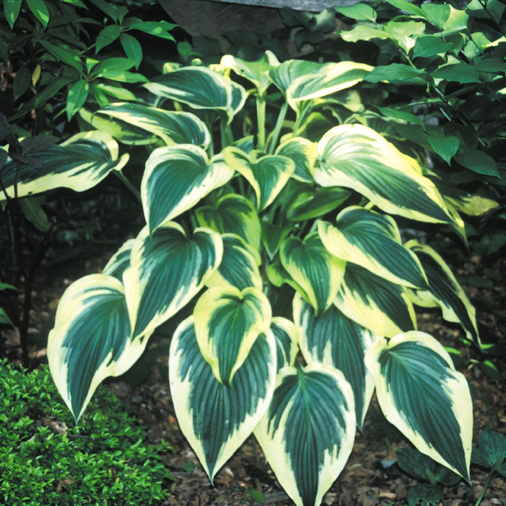 hosta Fantabulous wholesale liner
