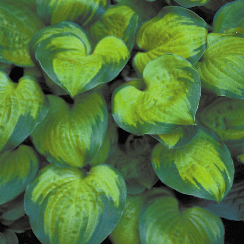 hosta Heart and Soul sport Vanilla Cream plant