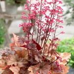 Kira Autumn Leaves [8"] v