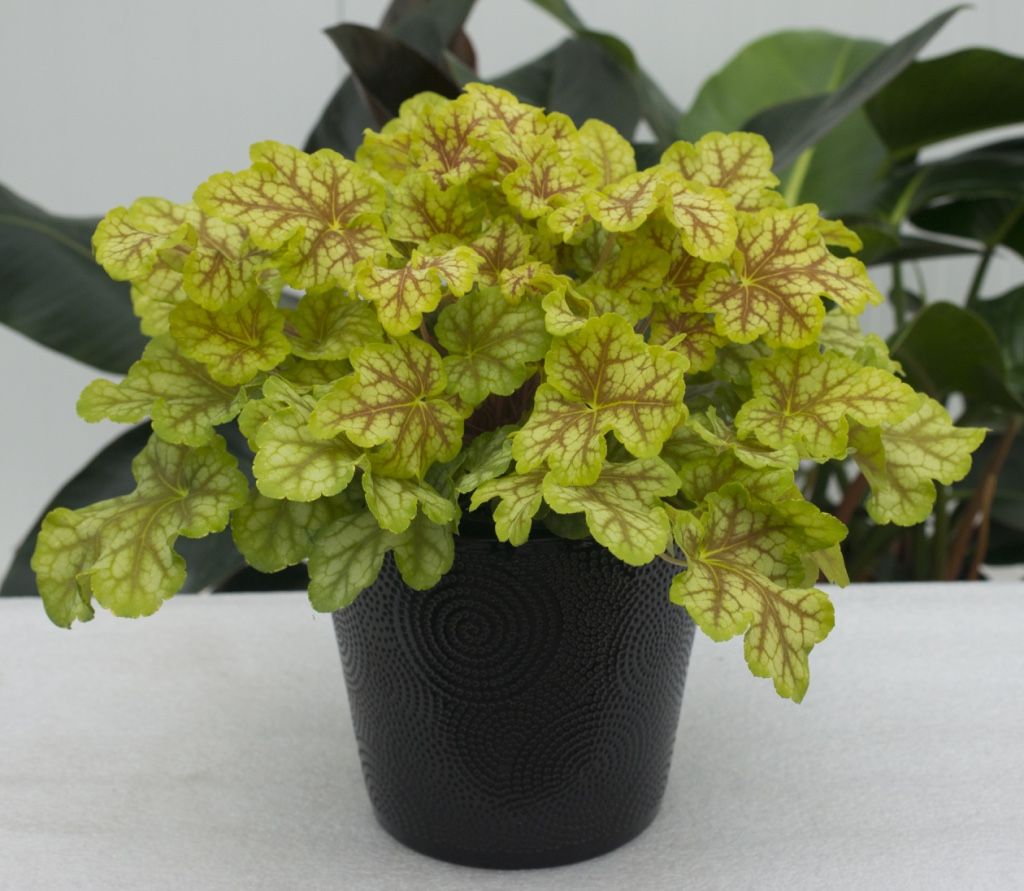 heuchera-lucid-dreams-kaleidoscope