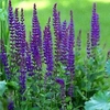 SALVIA