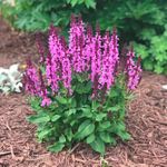 salvia Rose Marvel [12"]