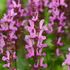 salvia Rose Marvel [12"]