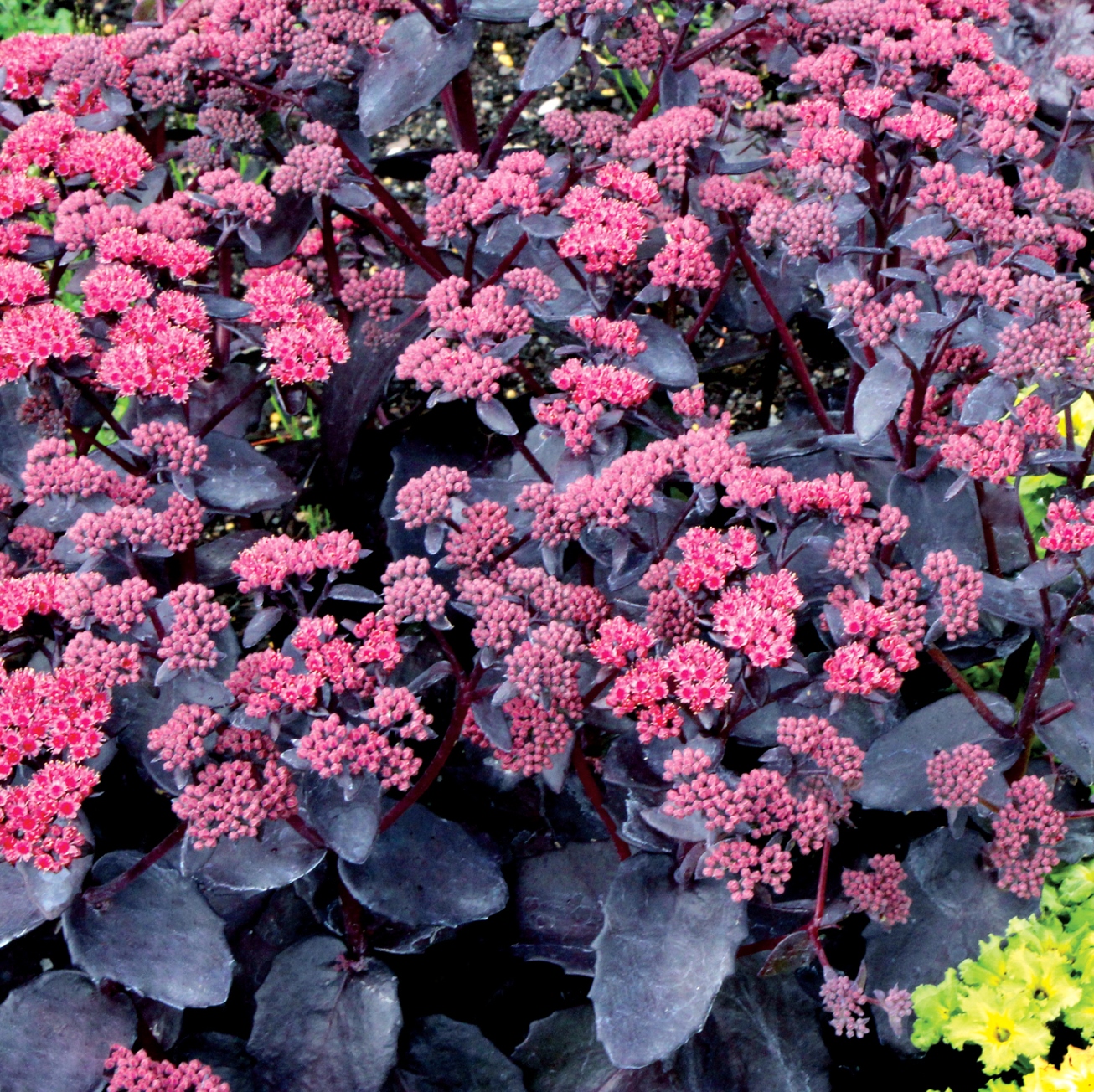 Sedum Cherry Truffle