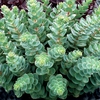 sedum stonecrop Autumn Joy