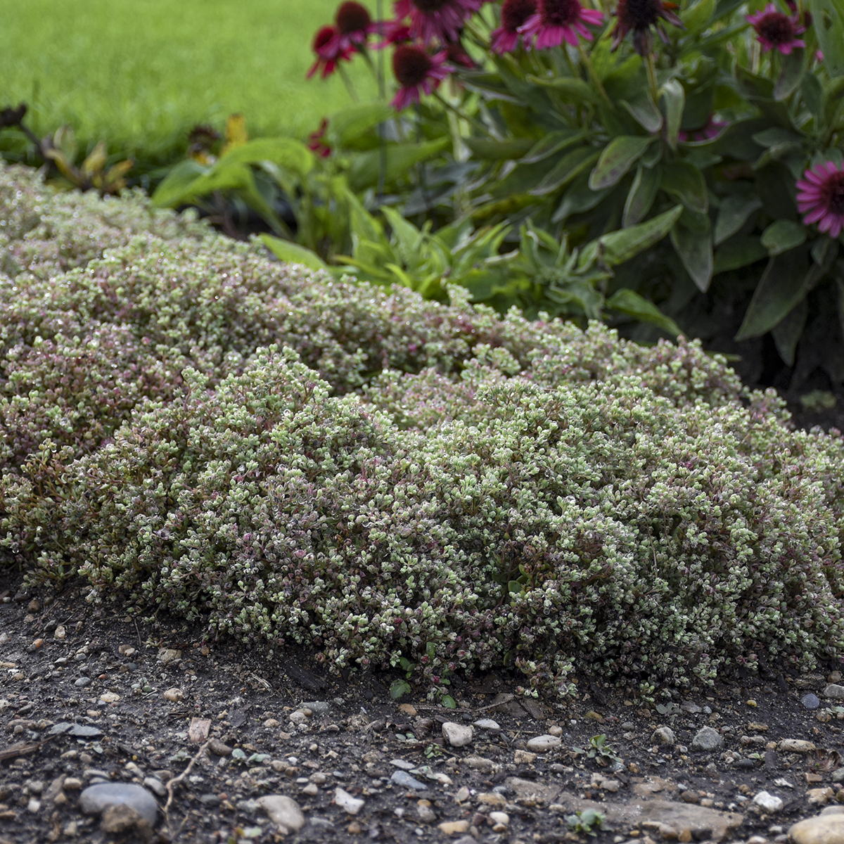 sedum Steel the Show