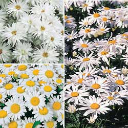 SHASTA DAISIES Shasta Daisies 12