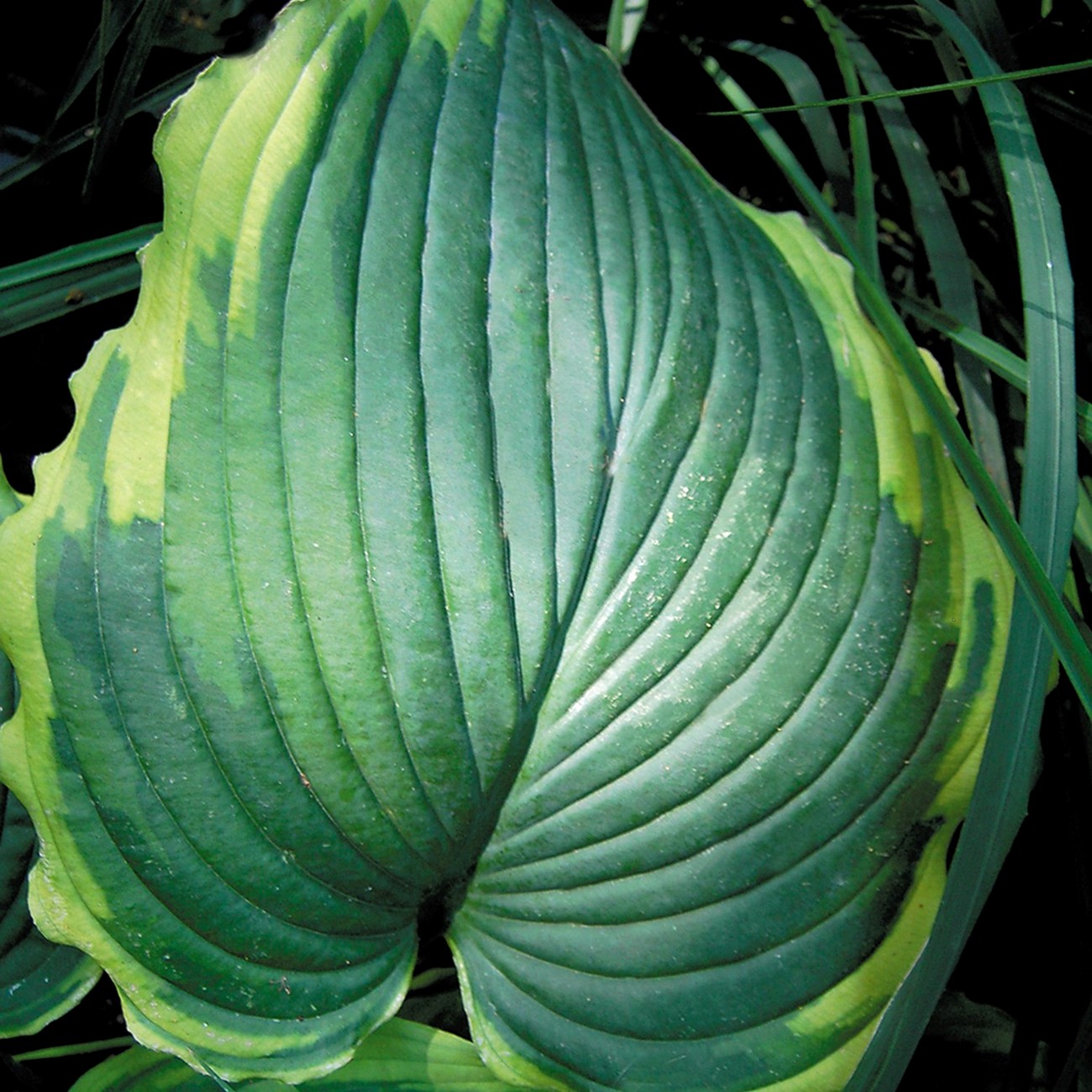 Hosta 'Spartacus'