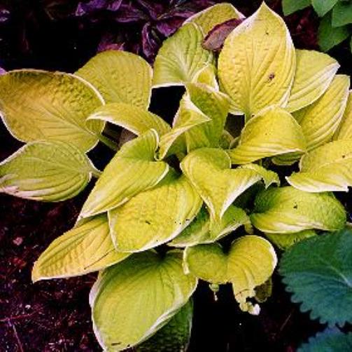 hosta St. Elmo's Fire