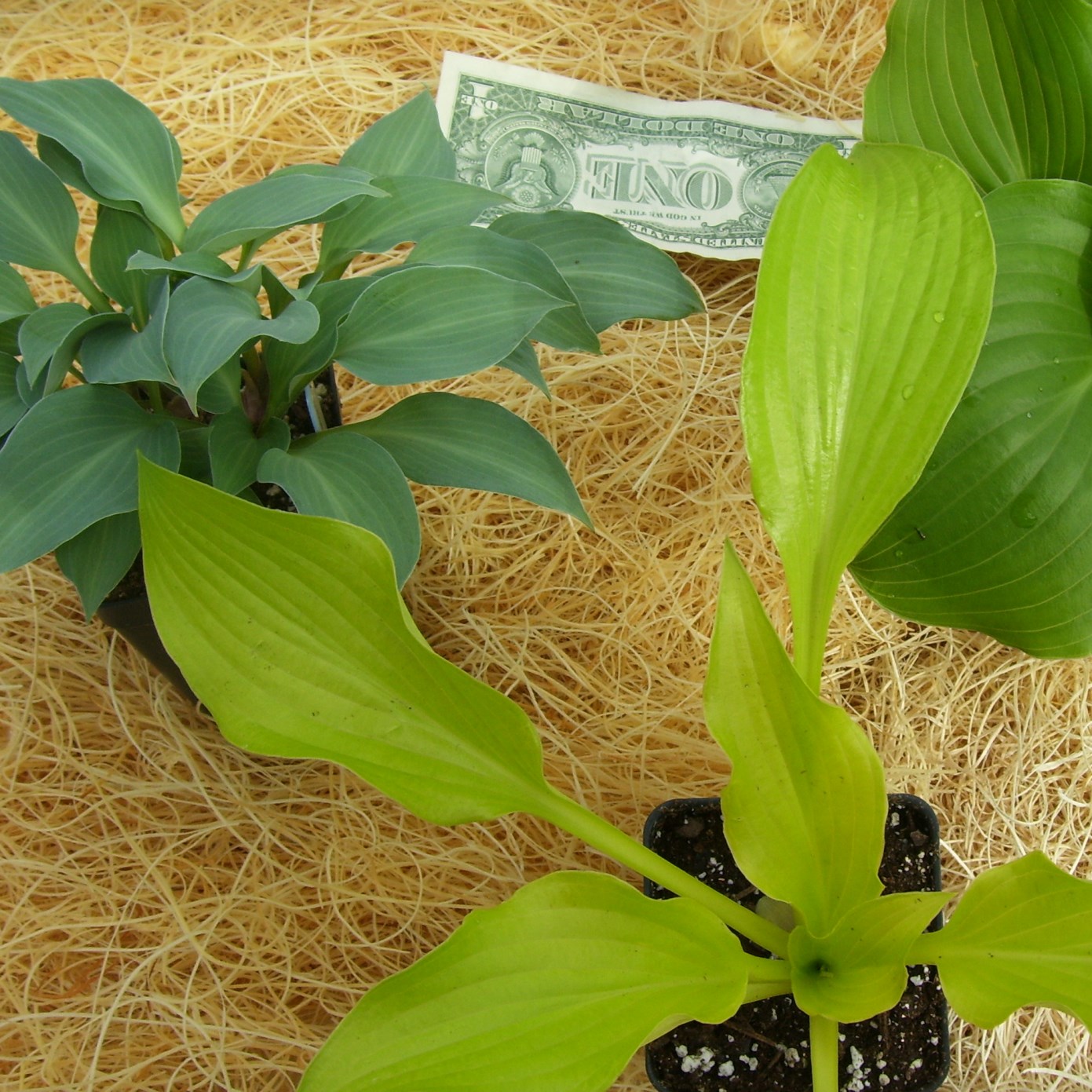 Casita Azul mail order hosta and plant nursery free shipping