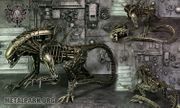ALIEN WARRIOR XXL