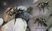 ANT
