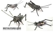 GRASSHOPPER