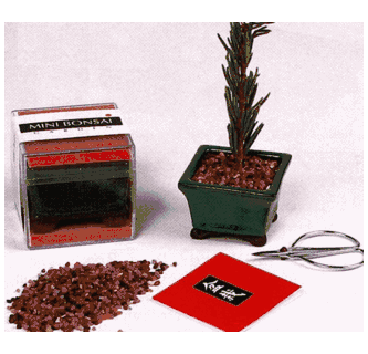 Mini Bonsai Garden Kit