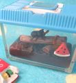Megahouse Miniatures : Nostalgic Summer Memories (2003) #5 - Miniature Pet Beetle