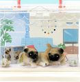 Re-ment Miniatures : Going Out With Dogs Today (2007) #8 - Miniature Pug Dogs & Room Set