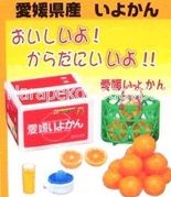 Re-ment Furusato Postal Food #13 / Secret Color Variation Set - Miniature Mandarin Oranges / Iyokan  