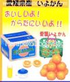 Re-ment Furusato Postal Food #3 - Miniature Mandarin Oranges / Iyokan