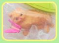 San-S Miniature Toys : Neko Damari - Cat Gathering (Garden Version) (2006) - Miniature Persian Cat Figure San-S Miniature Toys : Neko Damari - Cat Gathering (Garden Version) (2006) - Miniature Persian Cat Figure