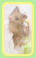 San-S Miniature Toys : Neko Damari - Cat Gathering (Garden Version) (2006) - Miniature Abyssinian Cat Figure San-S Miniature Toys : Neko Damari - Cat Gathering (Garden Version) (2006) - Miniature Abyssinian Cat Figure
