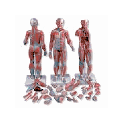 1/2 Life-Size Complete Dual Sex Muscle Model, 33-part