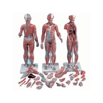 1/2 Life-Size Complete Female Muscular Figure