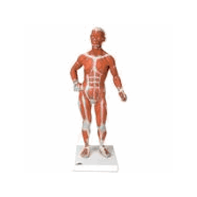  1/3 Life-Size Muscle Figure, 2-part