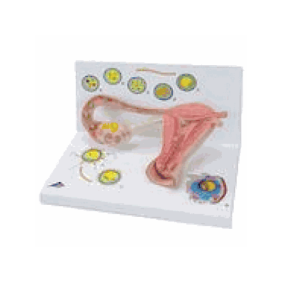2 Stages Of Ovum
