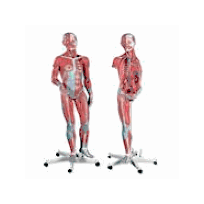 3/4 Life-Size Dual Sex Muscle Model on a metal stand 