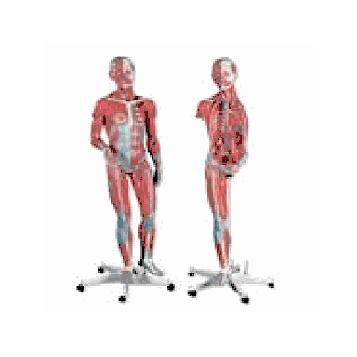3/4 Life-Size Female Muscle Model on a metal stand