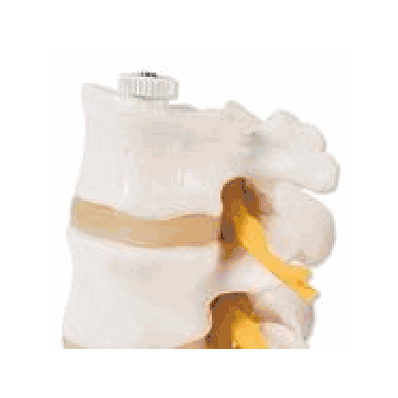 3 Lumbar Vertebrae, Flexibly Mount