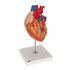3B Scientific #1000263 Human Heart Model, 2-times Life-Size, 4 part, Dimension 12.6" x 7.1" x 7.1", sold as Each<br><br><font color="red"><b>BACK TO THE PRODUCT TABLE, <a href="https://www.aaawholesalecompany.com/nurse-s-station-and-office-supplies-educational-and-reference-materials-3b-scientific-human-heart-mo.html">CLICK HERE</a></b></font>