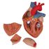 3B Scientific #1000268 Human Heart Model, 2-Times Life Size, 4-Part, Dimension: 12.6" x 7.1" x 7.1", The atrium walls and the front heart wall are removable to reveal the most professionally detailed and realistic heart available. Sold as Each<br><br><font color="red"><b>BACK TO THE PRODUCT TABLE, <a href="https://www.aaawholesalecompany.com/nurse-s-station-and-office-supplies-educational-and-reference-materials-3b-scientific-human-heart-mo.html">CLICK HERE</a></b></font>
