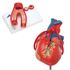 3B Scientific #8000845 Anatomy Set Heart, 2 Part Heart, The front heart wall is detachable to reveal the chambers and valves inside. Heart just slightly smaller than life-size with exquisite anatomical detail throughout. Sold as Each <br><br><font color="red"><b>BACK TO THE PRODUCT TABLE, <a href="https://www.aaawholesalecompany.com/nurse-s-station-and-office-supplies-educational-and-reference-materials-3b-scientific-human-heart-mo.html">CLICK HERE</a></b></font>
