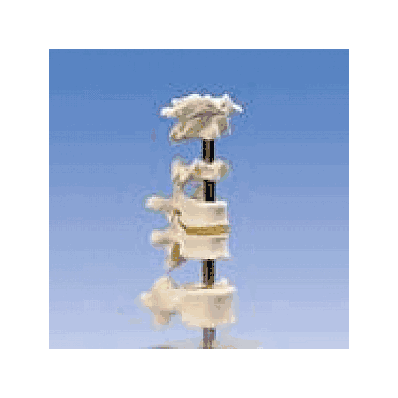 5 Vertebrae