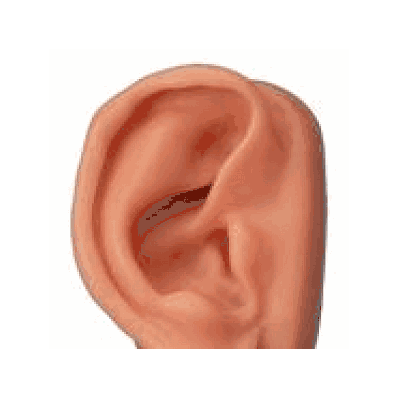 Acupuncture Ear, Right