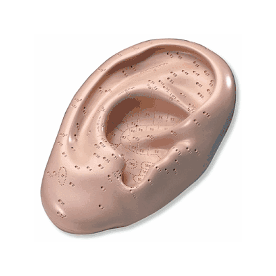 Acupuncture Ear