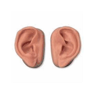 Acupuncture Ears, Set for 10 Students