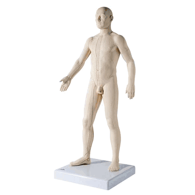 Acupuncture Male Model