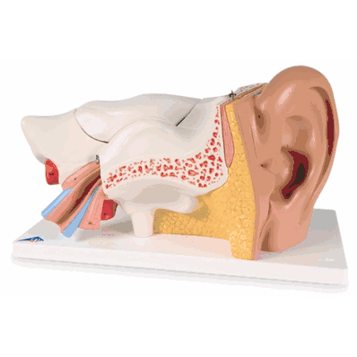 E11 Ear Model 6 Parts