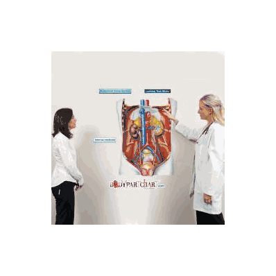 Anatomical Chart Abdomen With Internal Organs