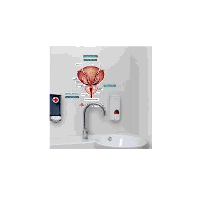 Anatomical Chart Accessory Glands (Labeled) -