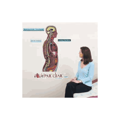 Anatomical Chart Anatomical Profile - Cross S
