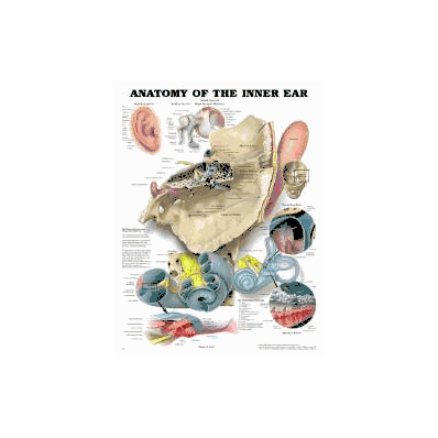 Anatomical Chart Anatomy Of The Inner Ear - C