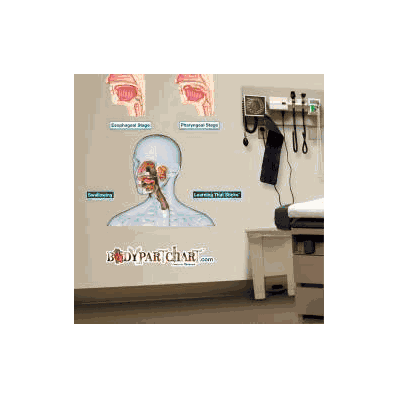 Anatomical Chart Anatomy Of The Mouth And Thr
