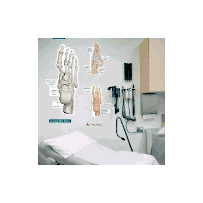 Anatomical Chart Ankle And Foot (Labeled) - C