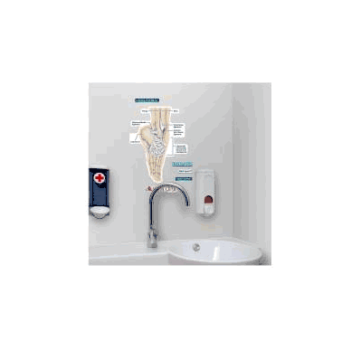 Anatomical Chart Ankle Ligaments (Labeled) -